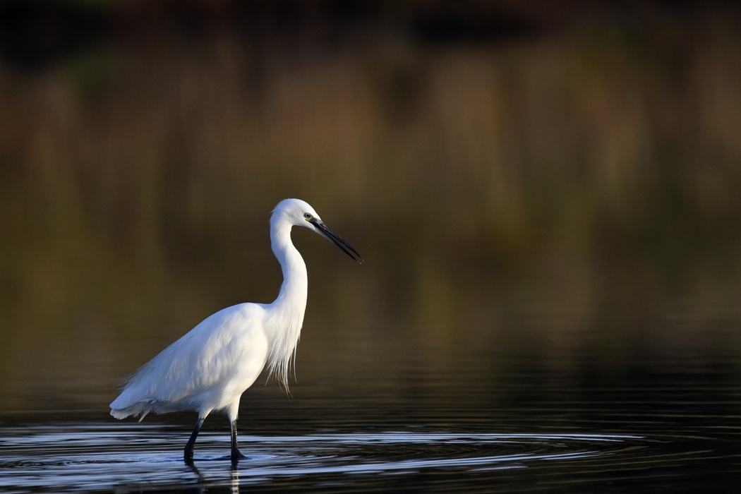 Aigrette Garzette